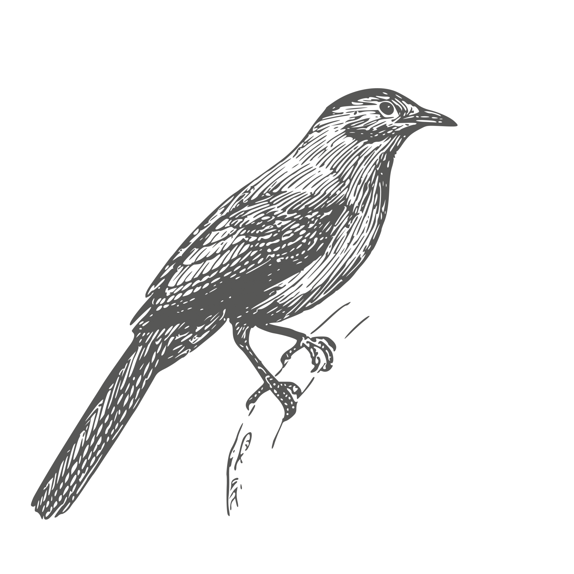Catbird media